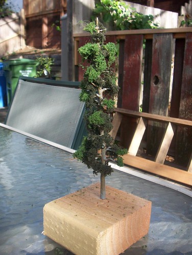 A tree grows